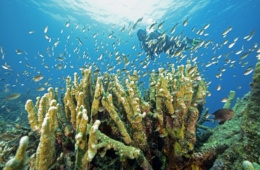 Taucher zwischen vielen kleinen Fischen in Korallenriff in Indonesien