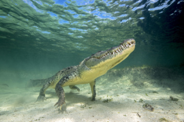 Krokodiltauchen Mexiko, Banco Chinchorro