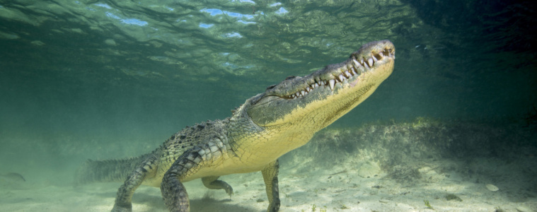 Krokodiltauchen Mexiko, Banco Chinchorro