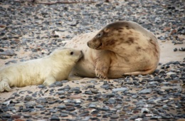 Robbenmutter mit Baby auf Helgoland