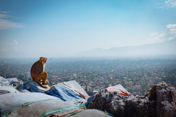 Affe vor der Aussicht über kathmandu, Nepal