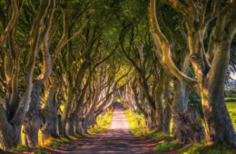 Die Dark Hedges in Ballymoney, Nordirland.