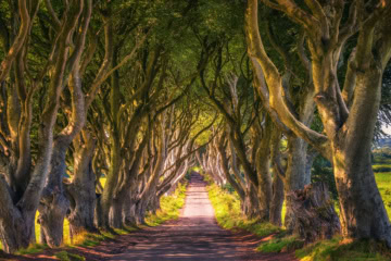 Die Dark Hedges in Ballymoney, Nordirland.