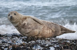 Kegelrobbe auf Helgoland