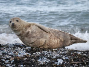 Kegelrobbe auf Helgoland