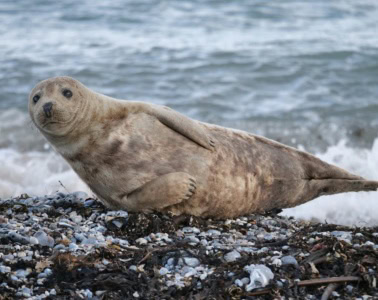 Kegelrobbe auf Helgoland