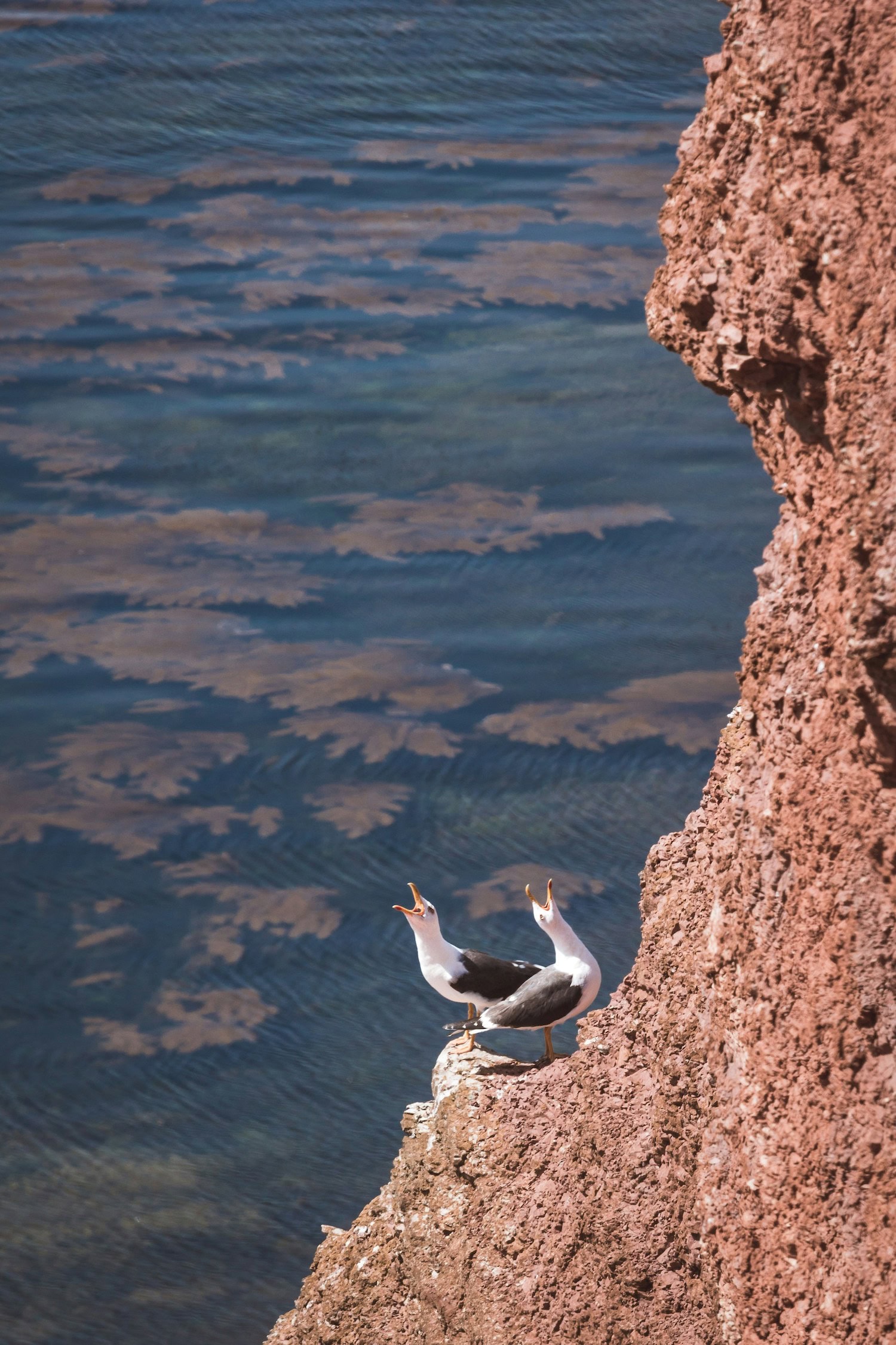 Möwen auf Helgoland