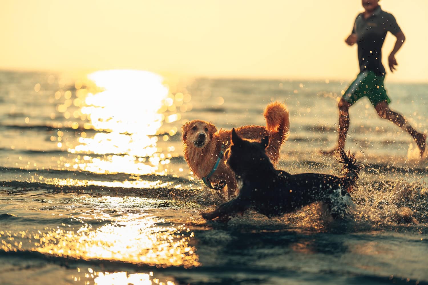 zwei Hunde spielen im Wasser im Meer bei Sonnenuntergang