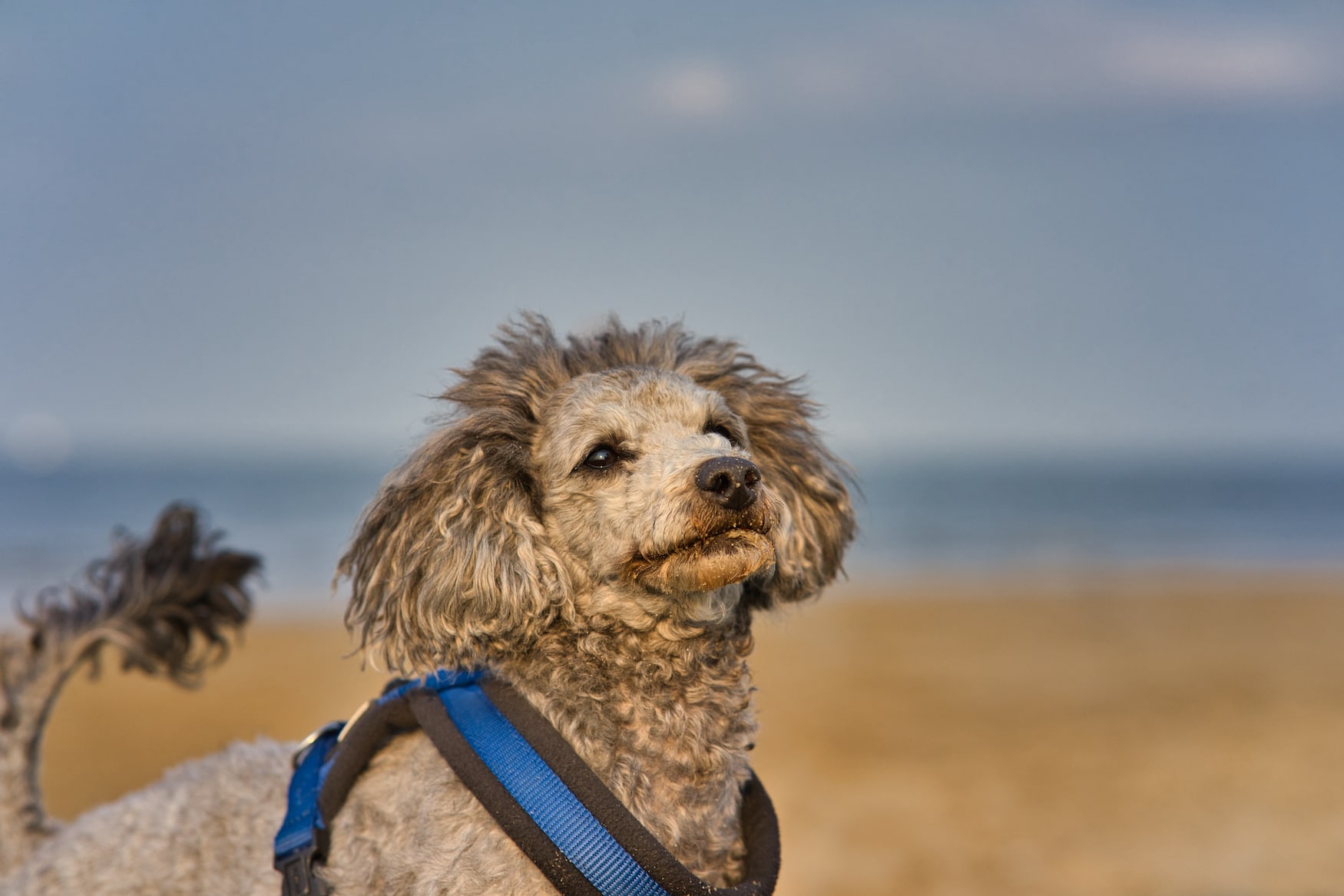Grauer Pudel am Nordseestrand in Schilling, dort ist Strandurlaub mit Hund möglich