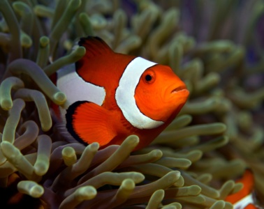 Insel Bohol Tauchen Clownfish