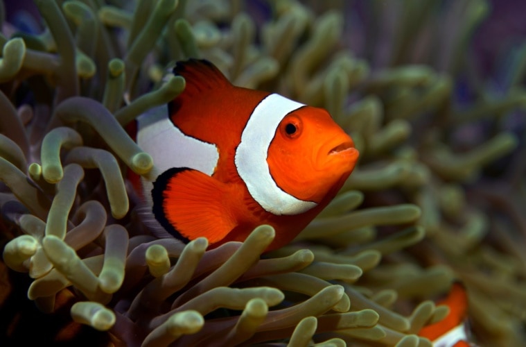 Insel Bohol Tauchen Clownfish