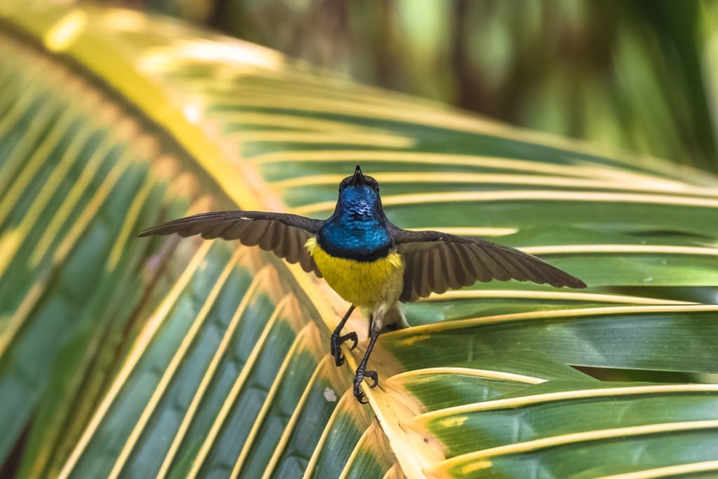 Kolibri auf São Tomé und Príncipe