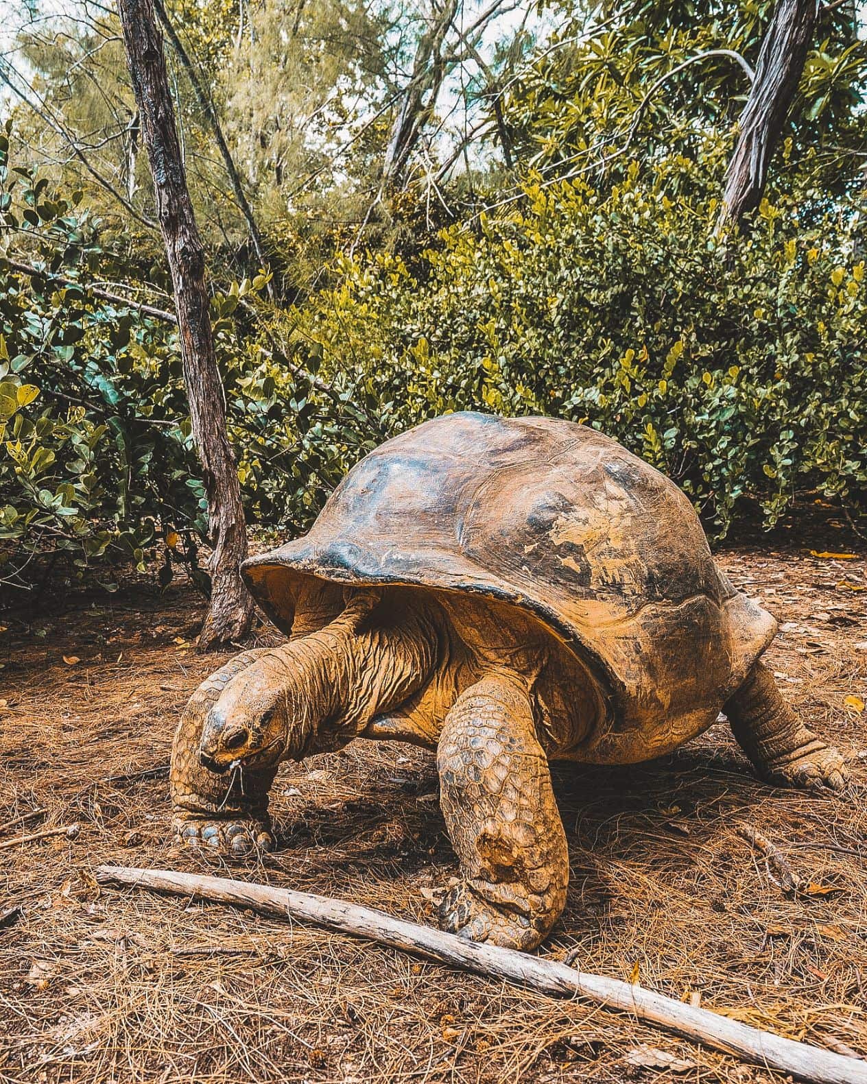 Aldabra-Riesenschildkröte auf den Seychellen