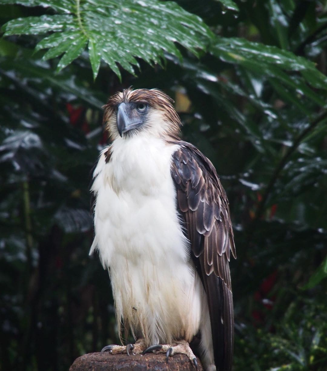 Schon lange gilt der Philippinenadler als Umweltschutz-Symbol – denn heute gibt es nur noch wenige hundert der wunderschönen, gigantischen Vögel. Sie leben in den dichten tropischen Wäldern im Süden der Philippinen, doch ihr Lebensraum wird durch Abholzung und Bejagung stark begrenzt. Wir waren mit @qatarairways in Mindanao, wo es noch die meisten wildlebenden Tiere gibt. Dieser angeschossene Adler wird in der @phileaglefdn aufgepäppelt, bevor er sich wieder im Regenwald sein Territorium sucht. #reporterontour #davaotogether #traveldeeper #comewithme #philippinen #philippineeagle #nature #regenwald #passionpassport #animalsatrisk #bird #adler #itsmorefuninphilippines #birds #asia #environment #davao #mindanao