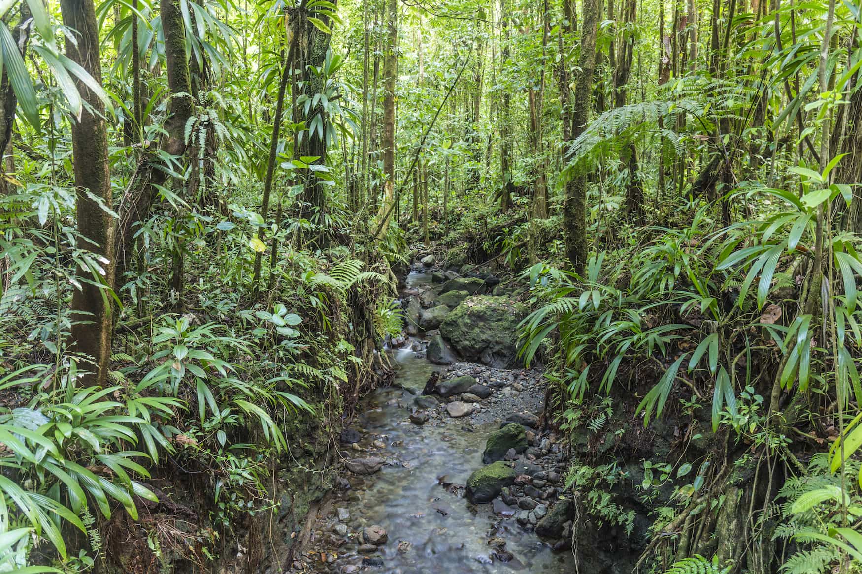 Dschungel mit kleinem Bach im morne Diablotins Nationalpark in Dominica