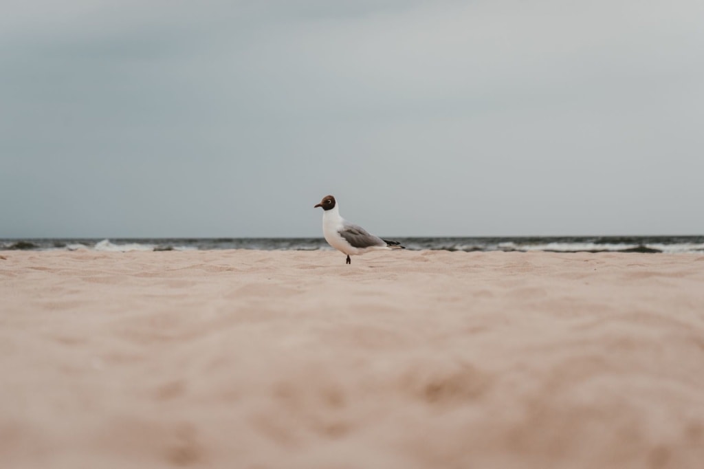 Möwe in Usedom am Strand
