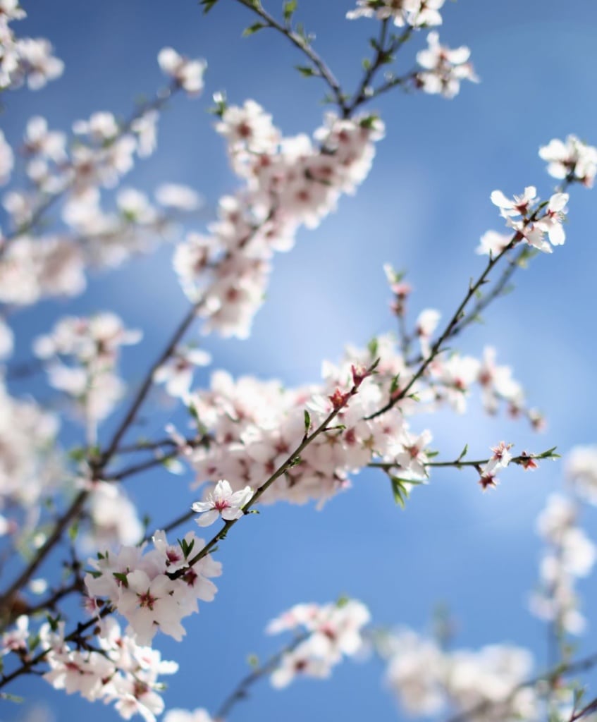 Mandelblüte