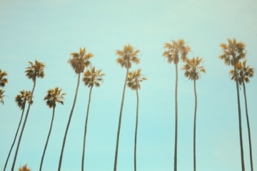 Palmen kalifornien