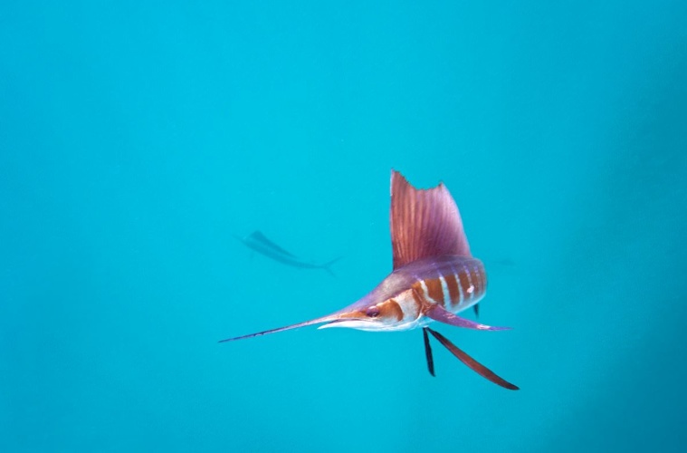 Segelfisch Mexiko,Fächerfisch