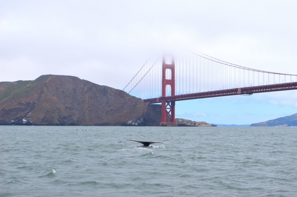 Wal an der Golden Gate Bridge