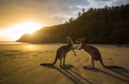 Westaustralien Urlaub: Kängurus am Strand