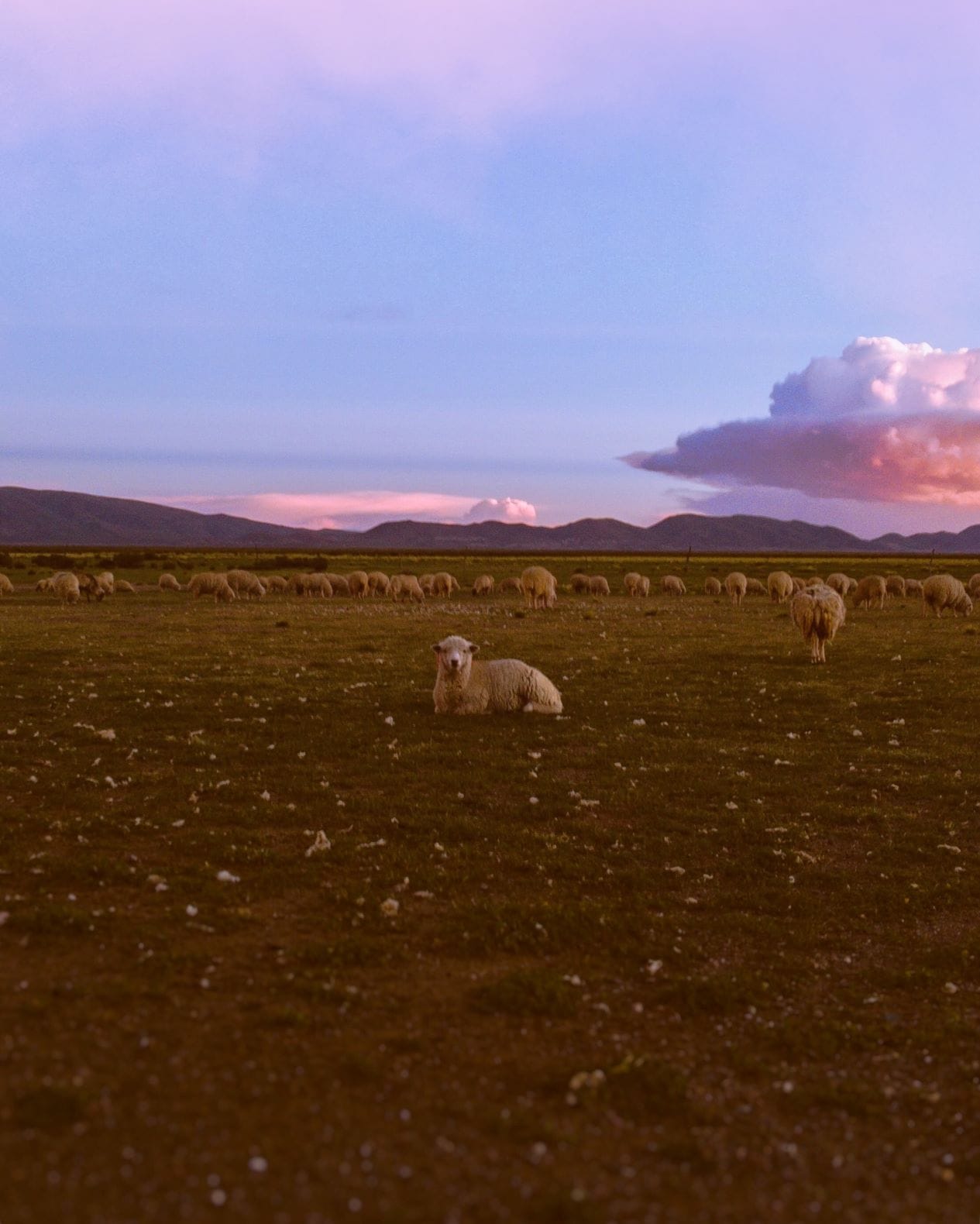 Schafsherde in Jujuy Argentinien