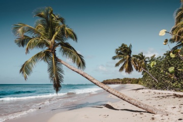 Strand mit Palme auf Martinique