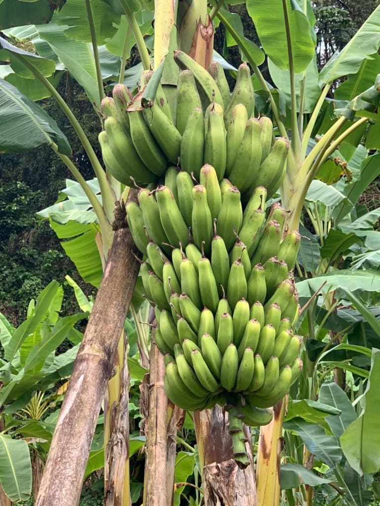 Bananenmuseum auf Martinique