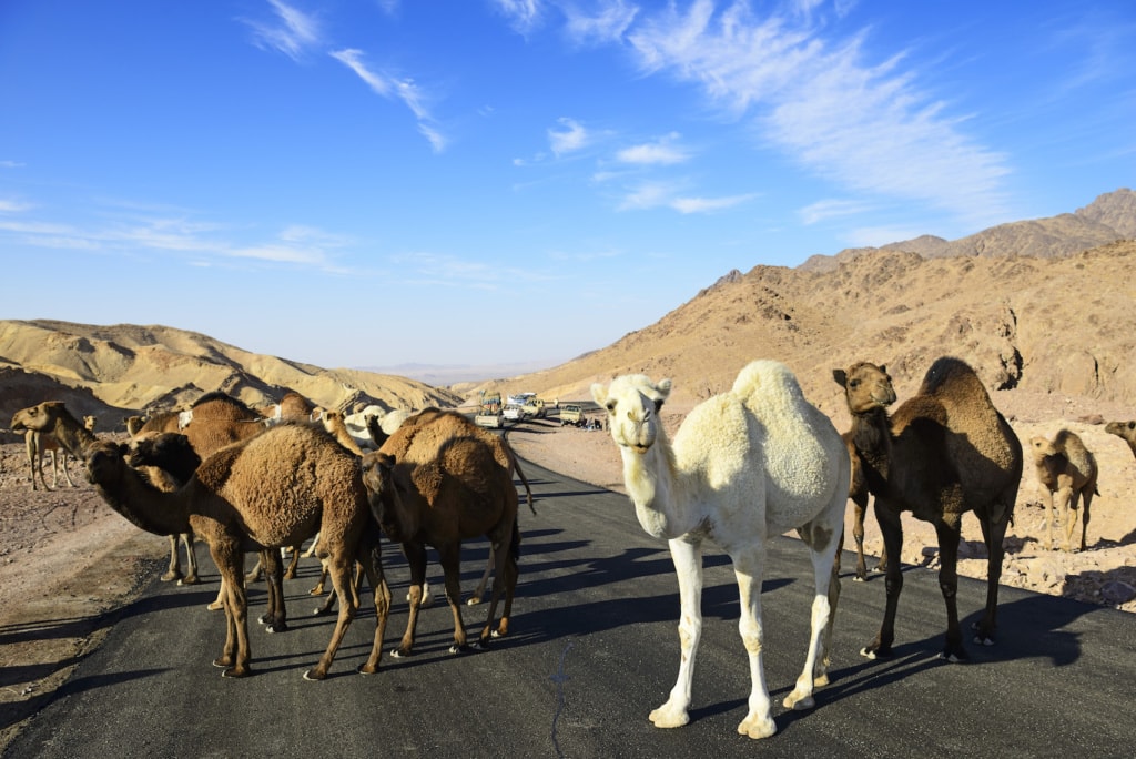 Bei Al-Manshijja ind Jordanien versperren gerne mal Kamele den Weg.