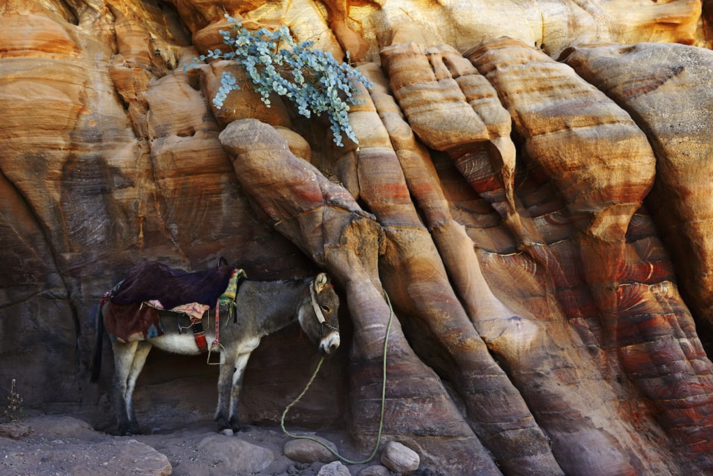 Ein Esel wartet in Petra, Wadi Musa, geduldig auf seinen Besitzer.