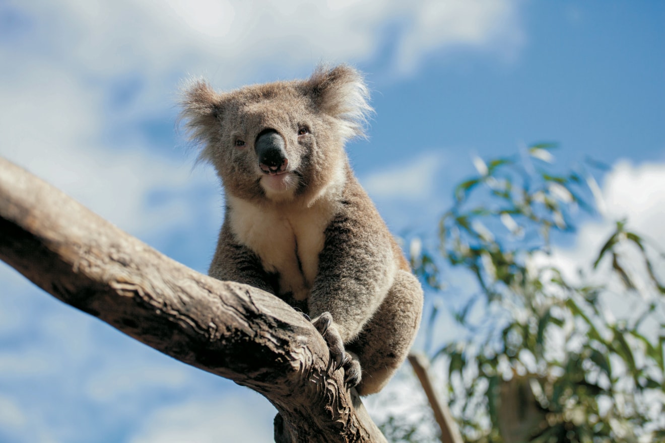 Koala auf einem Ast