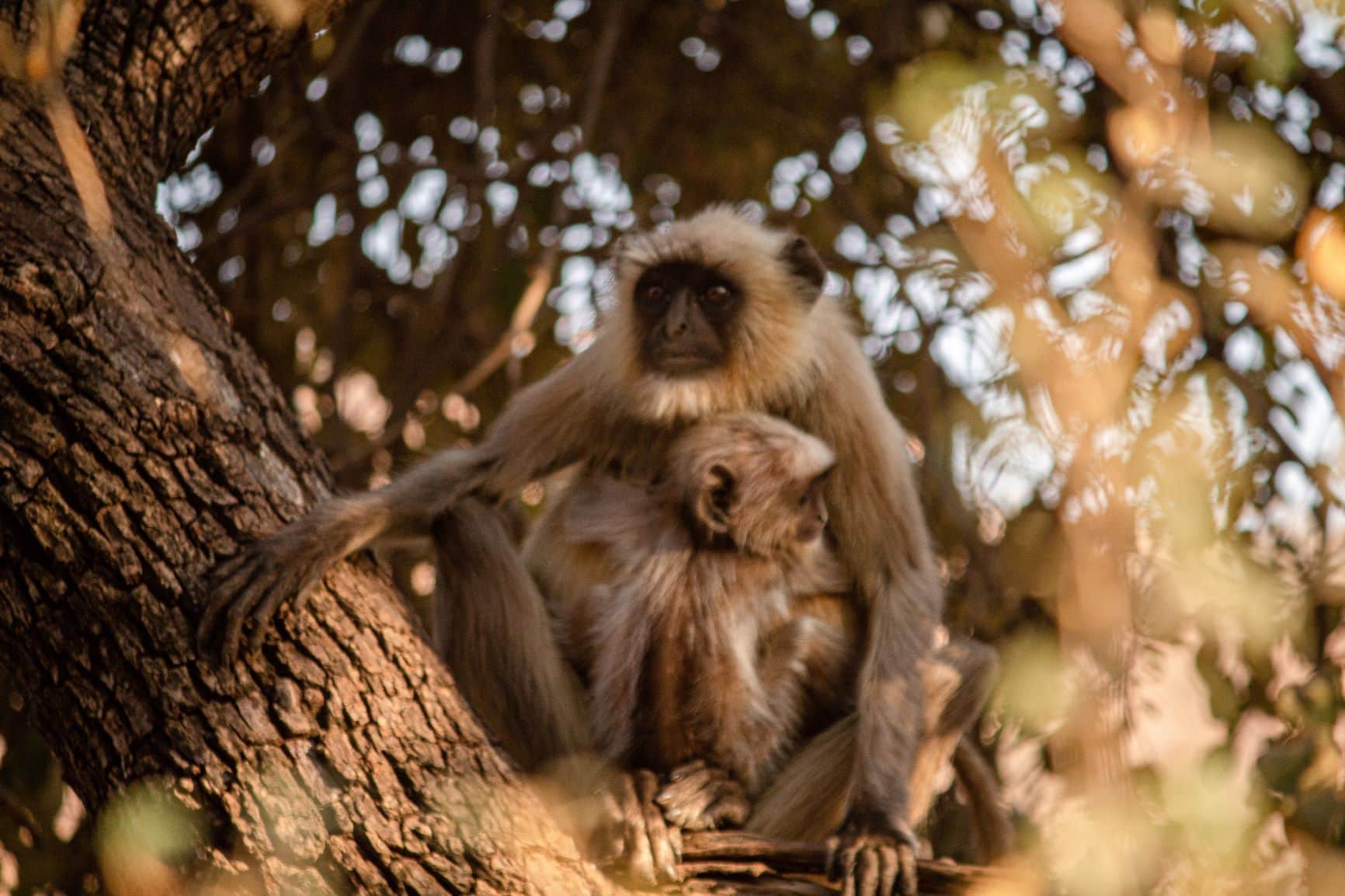 Affen in Ranthambore Nationalpark in Indien