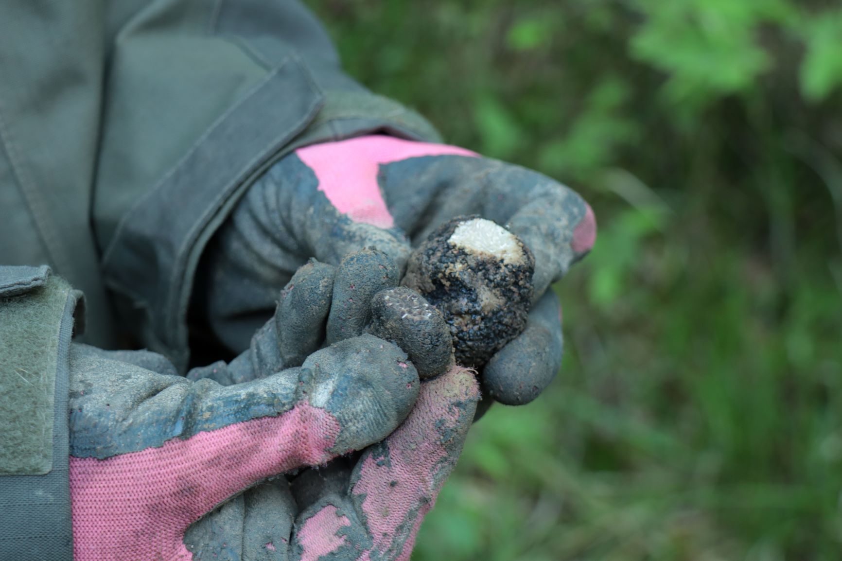 Trüffel in Hand