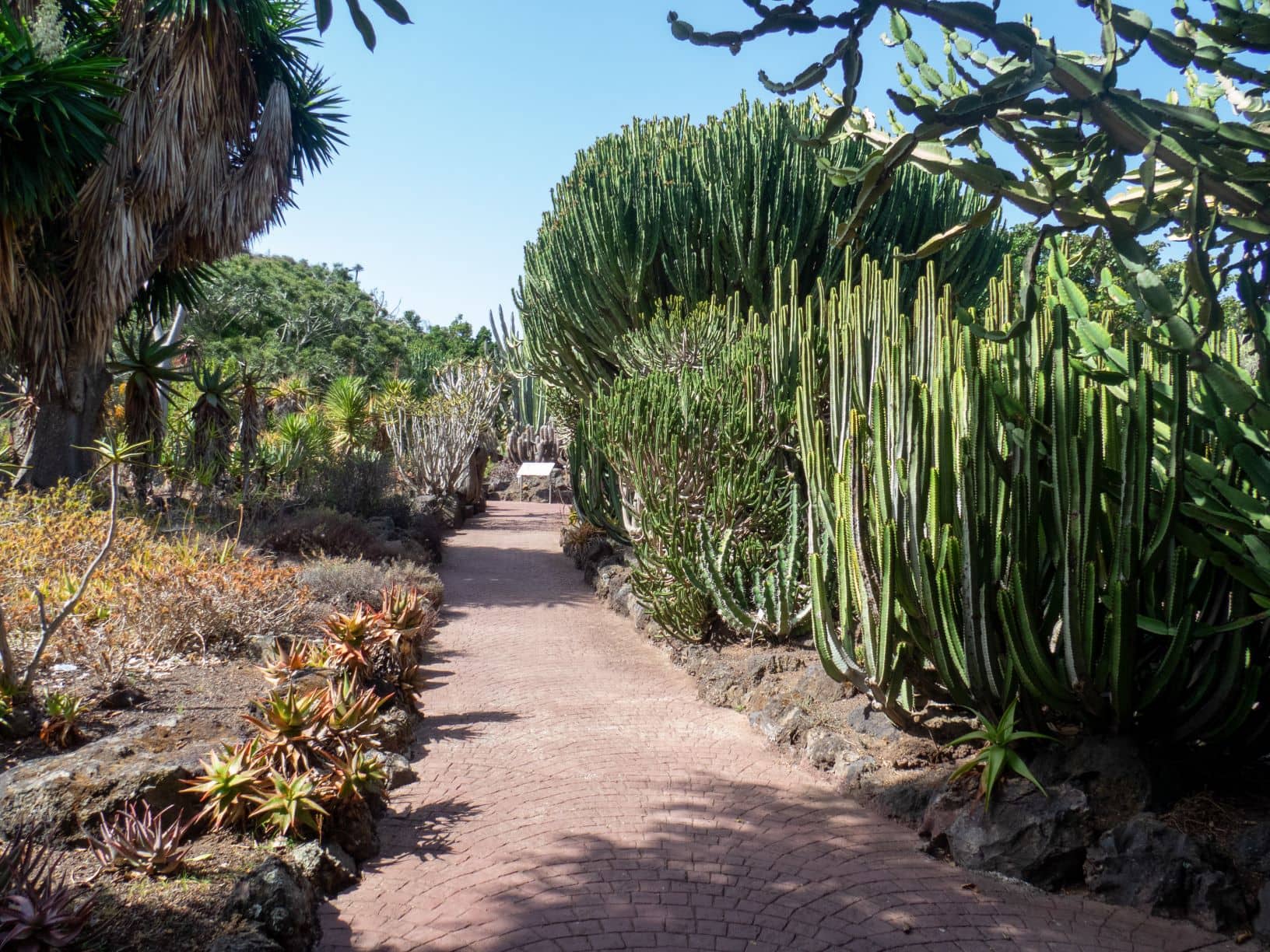 Jardín Botánico Canario Viera y Clavijo 