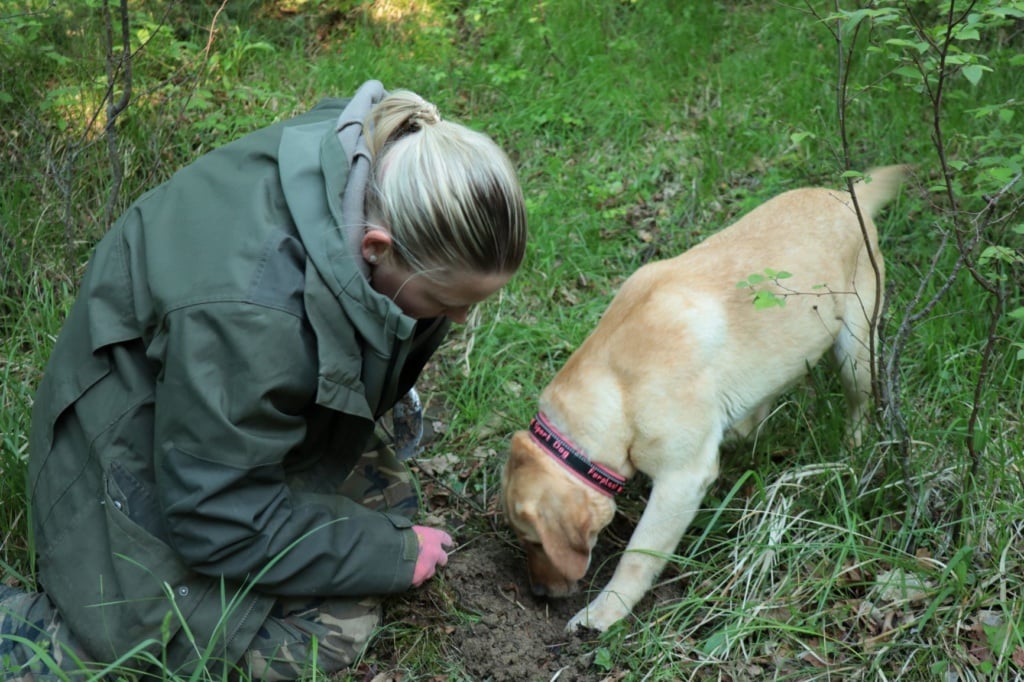 Labrador buddelt im Boden, auf der Suche nach Trüffel