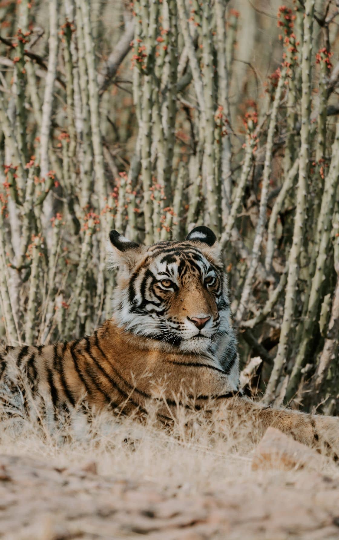 Tiger im Ranthambore Nationalpark in Indien