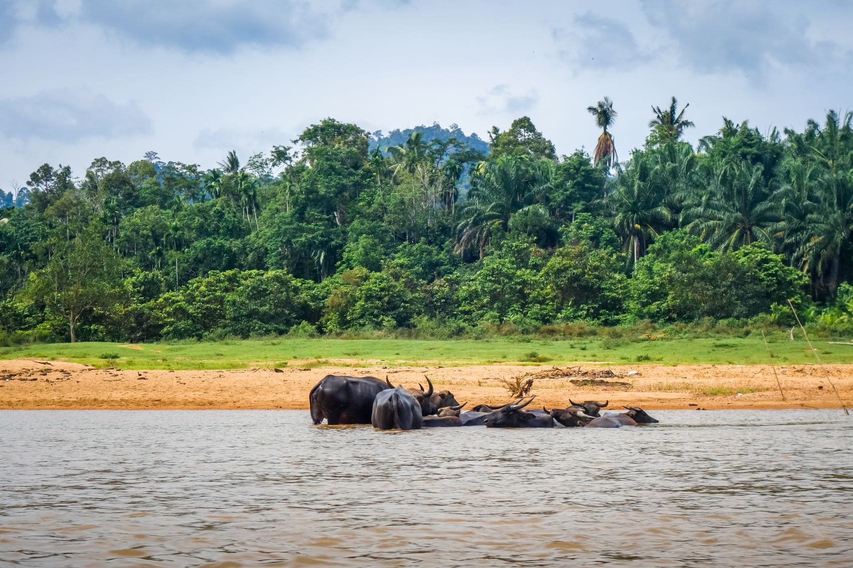 Buffalos in einem Fluss im Taman Negra Nationalpark, Malaysia 