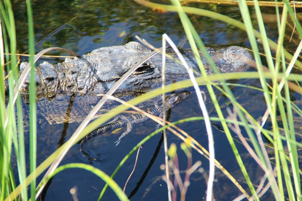 Aligator in den Everglades, Florida