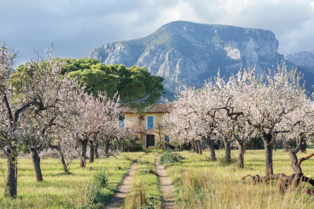 Mandelblüten-Bäume auf Mallorca