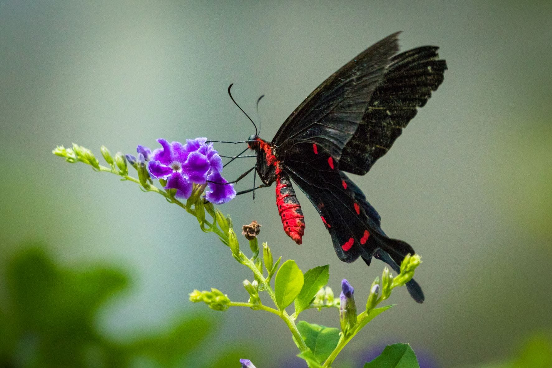 Schmetterling an Blume auf Aruba 