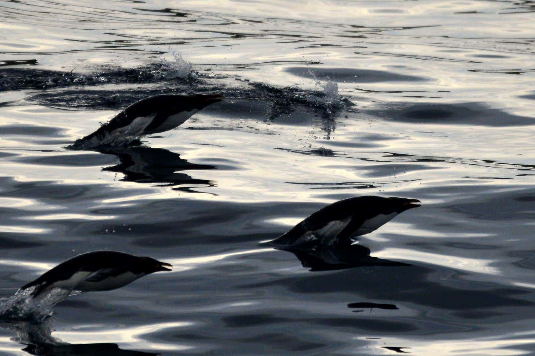 Flossen von Buckelwalen in der Antarktis