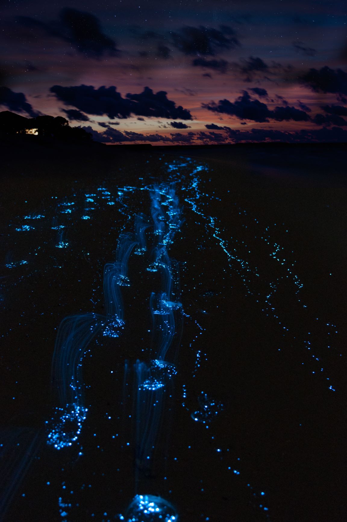 Nachtaufnahme einer Meeresküste. Das Bild ist sehr dunkel, im Wasser sind dadurch blau leuchtende Dinoflagellaten sichtbar