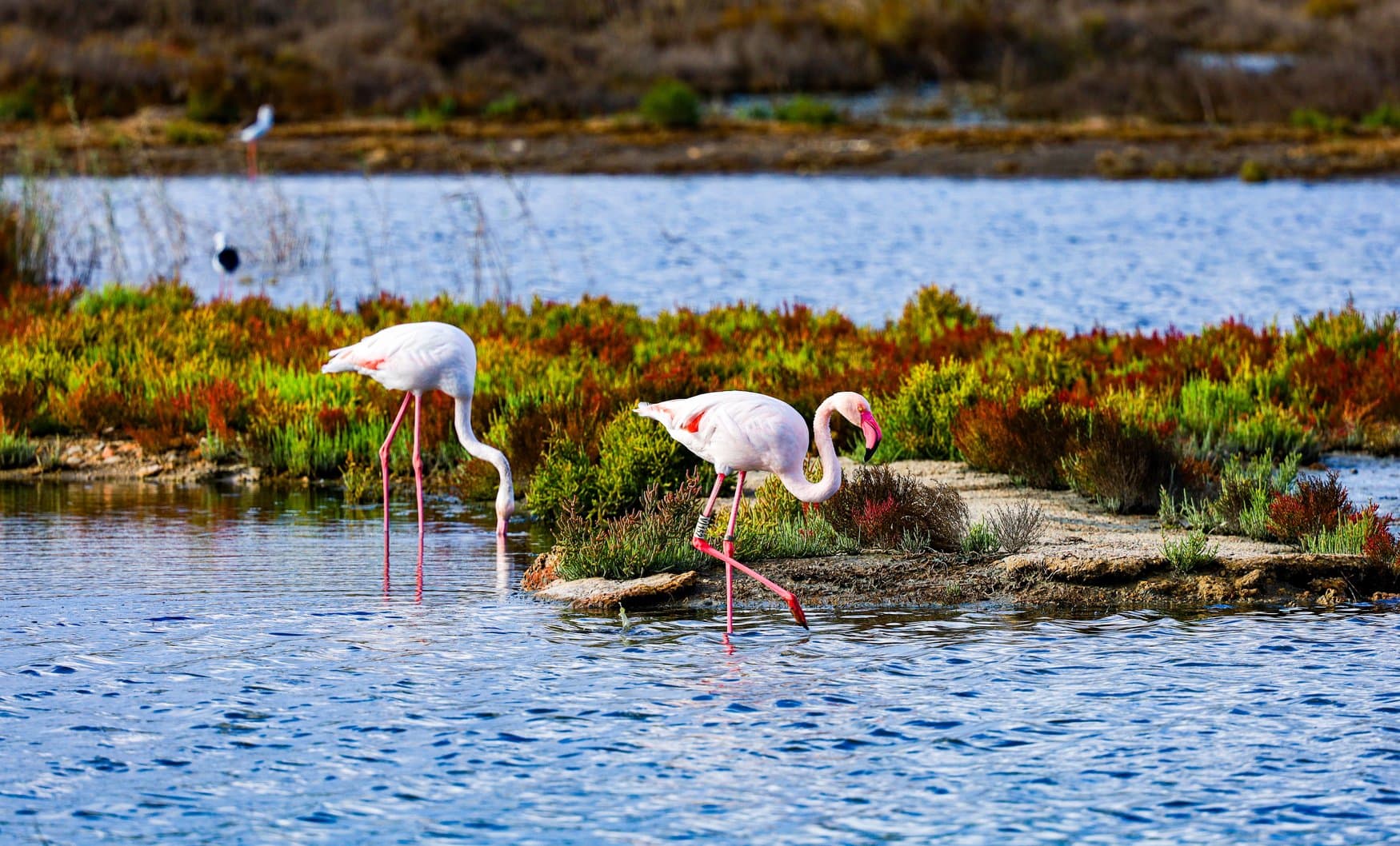 Zwei Flamingos waten durch flaches Wasser an einer Insel mit rot und grün gefärbten Salzpflanzen im Naturpark s'Albufera de Mallorca.