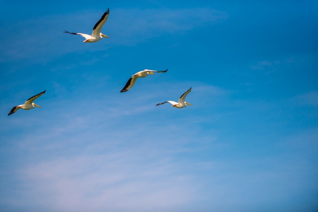 Fliegende weiße Pelikane