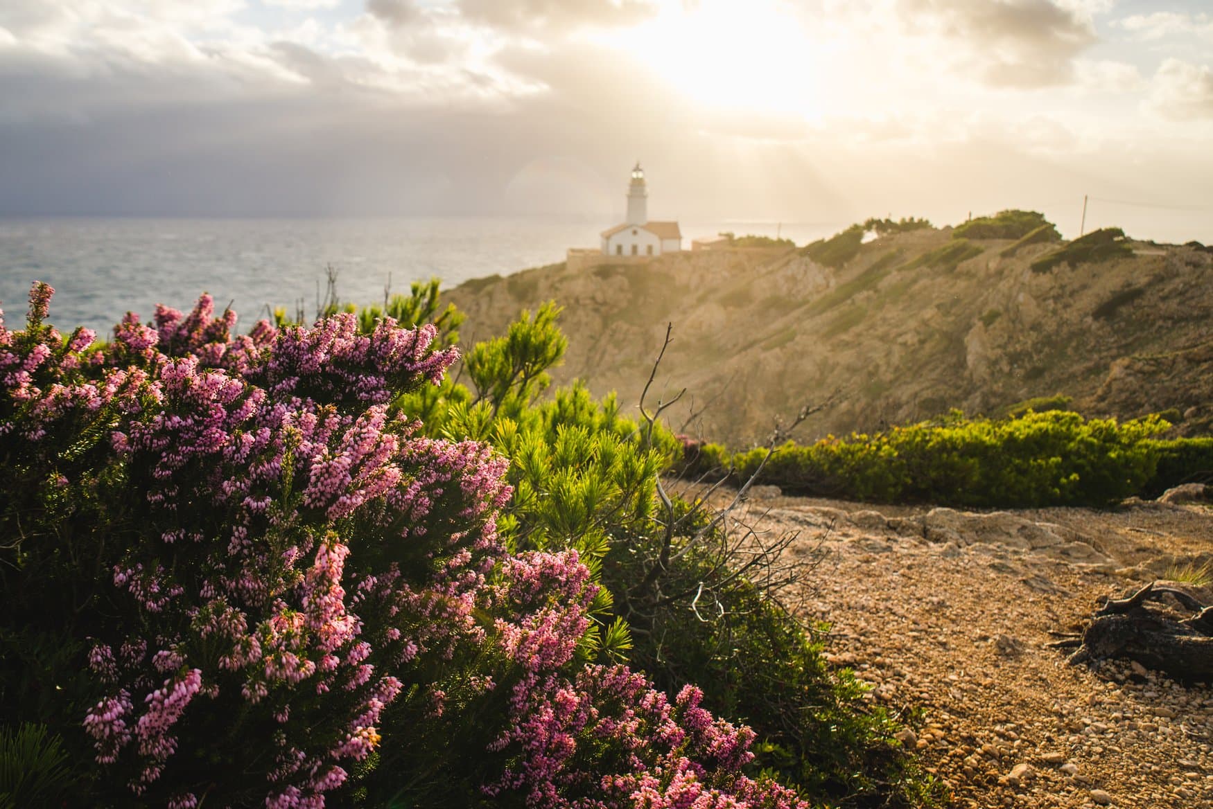 Blühende rosa Heide und niedrige Kiefern auf felsigem Küstenboden, im Hintergrund der Leuchtturm Far de Capdepera im Gegenlicht.