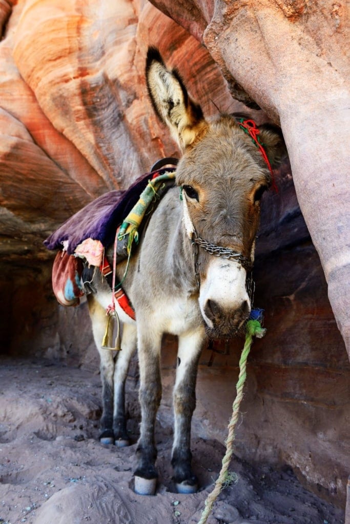 Esel in Petra, Jordanien