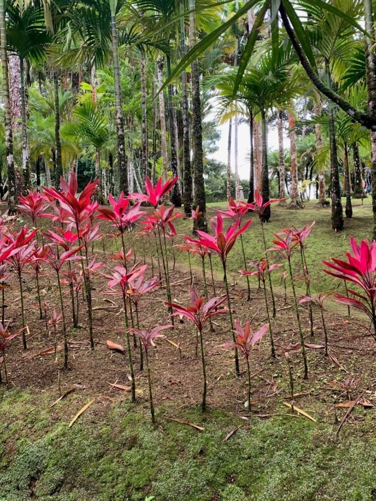 Ausflüge auf Martinique: Besuch im Jardin Balata