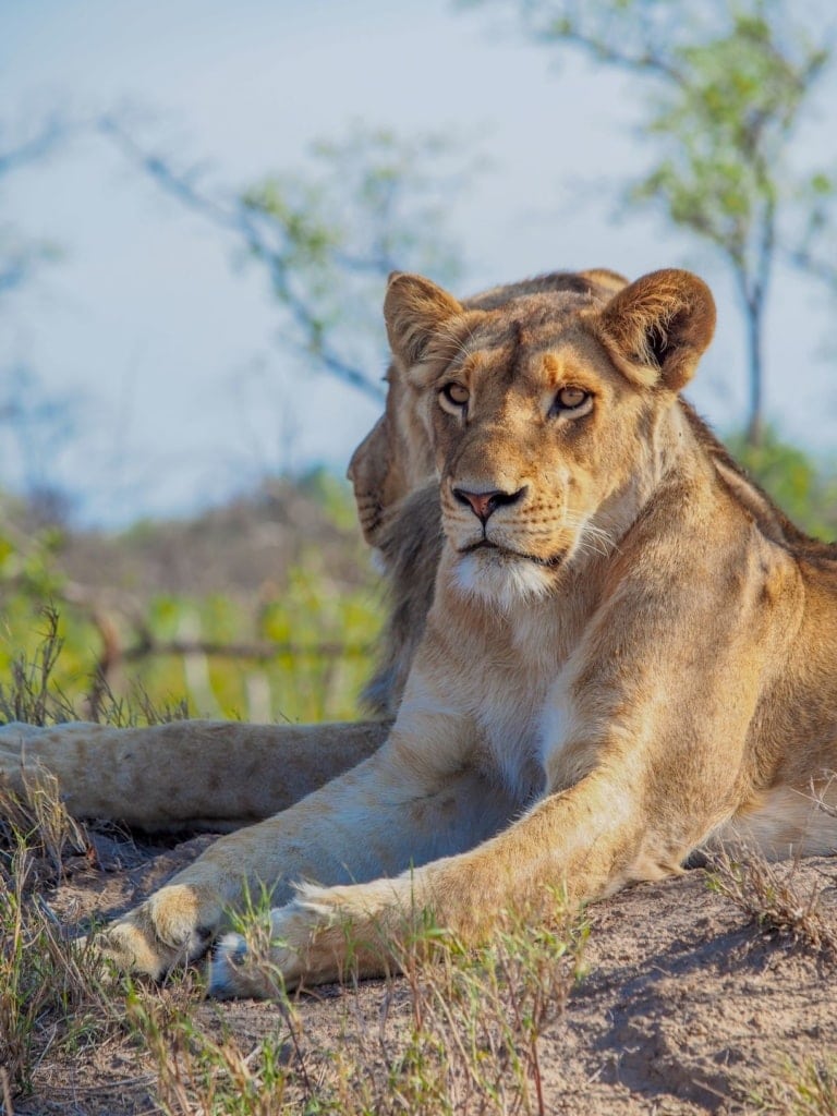 Löwe in Sabi Sabi, Südafrika