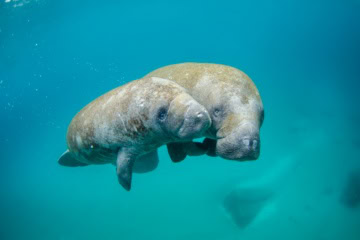 Manatee im Meer vor Fort Myers