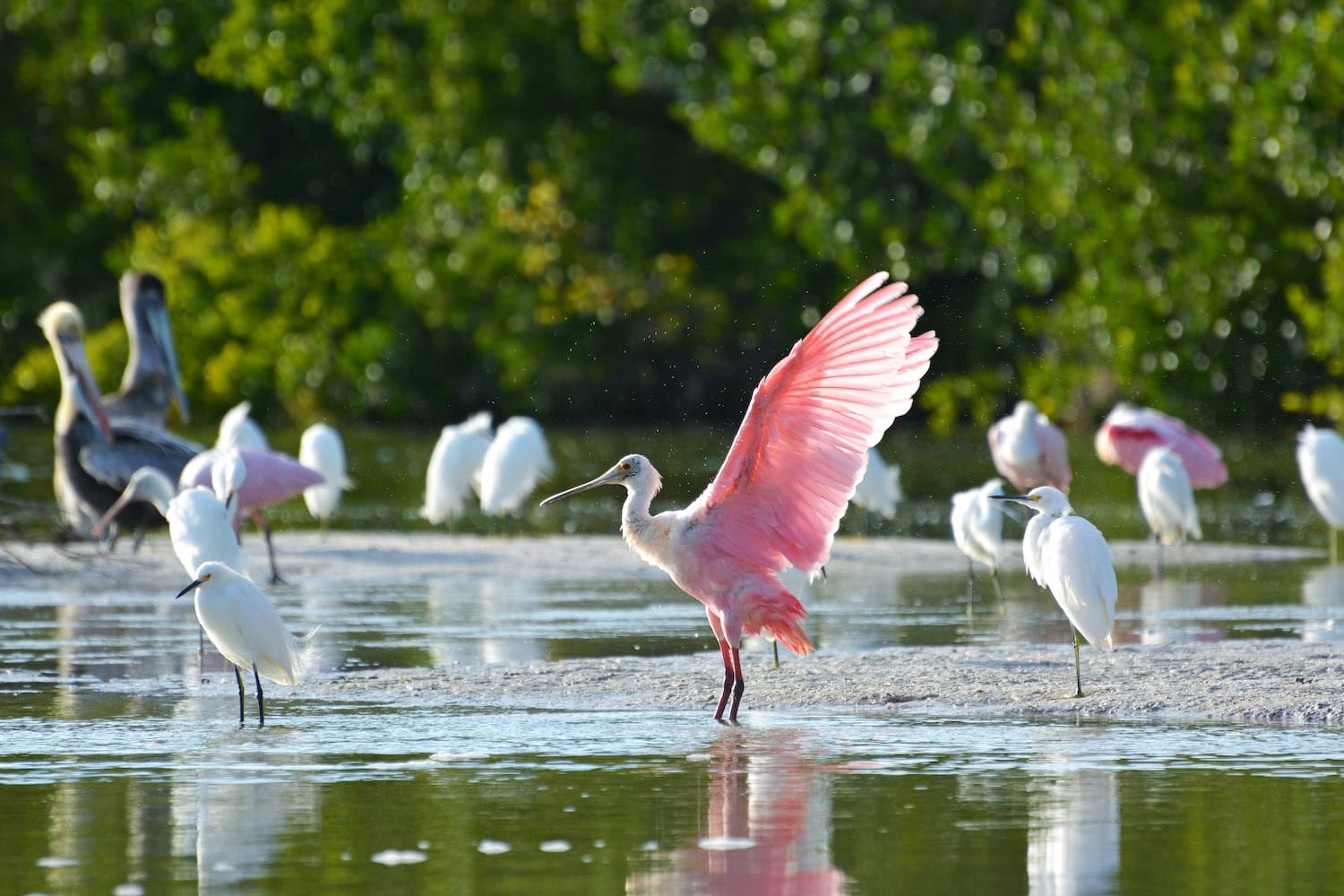 Rosalöffler in Florida.